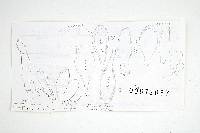 Inocybe prominens image