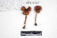 Inocybe prominens image