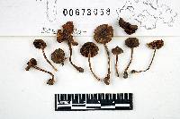 Inocybe prominens image