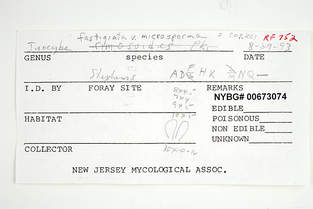 Inocybe fastigiata var. microsperma image