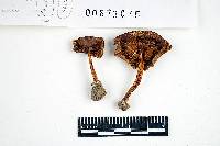 Inocybe maculata image