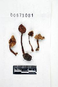 Inocybe albodisca image