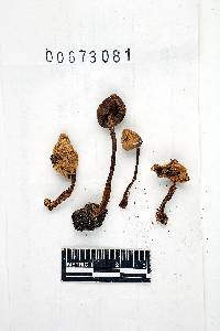 Inocybe albodisca image