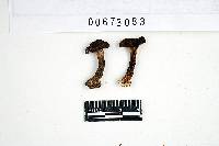 Inocybe maritimoides image