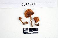 Inocybe mutata image