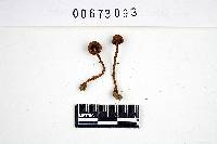 Inocybe mutata image