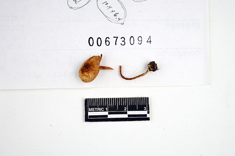 Inocybe cookei image