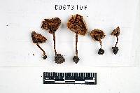 Inocybe albodisca image