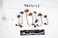 Inocybe calospora image