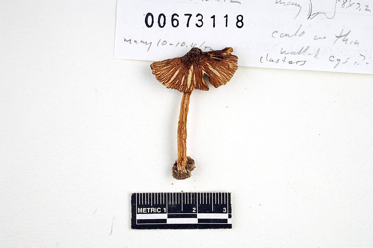 Inocybe prominens image