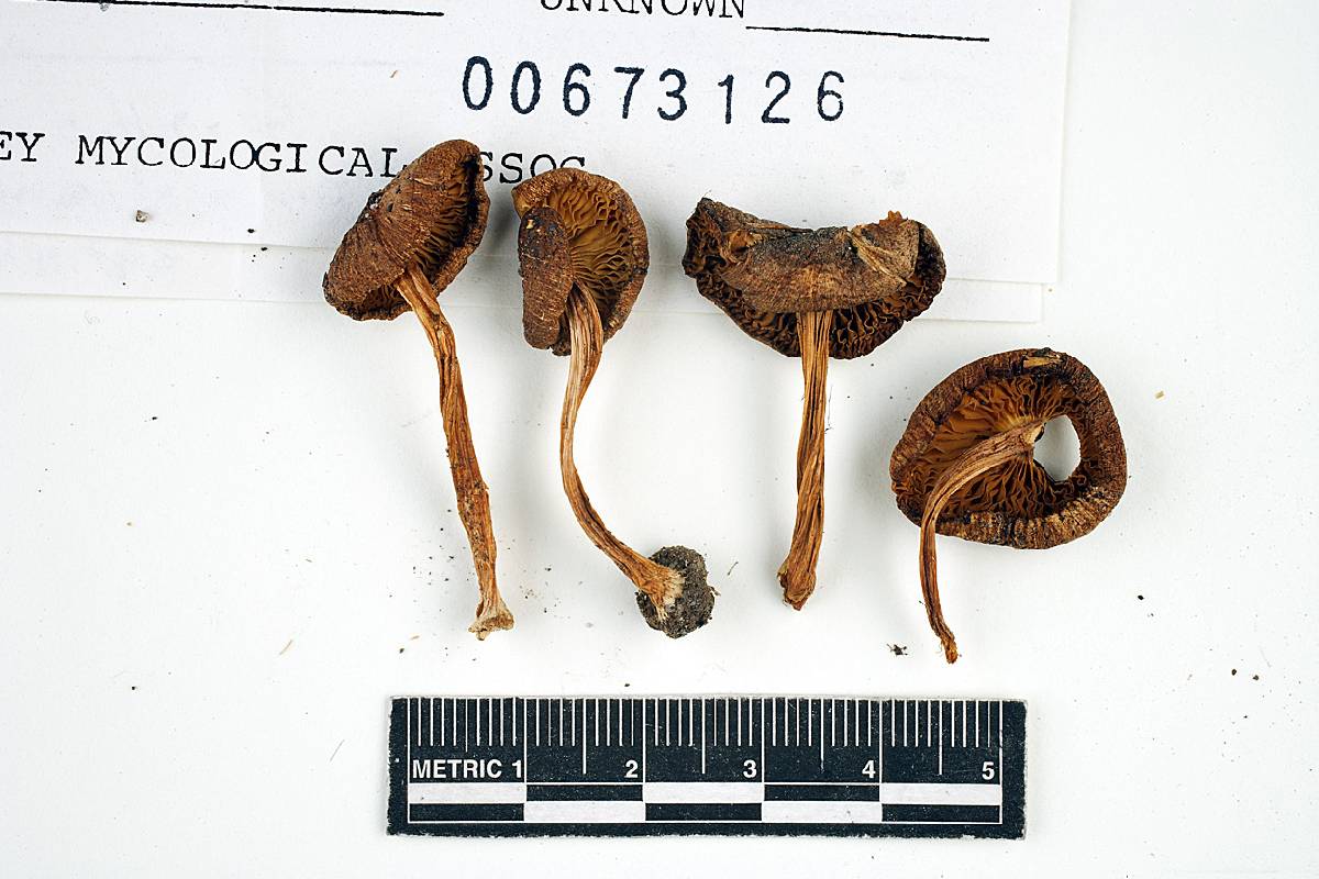Inocybe intricata image