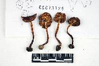 Inocybe nodulosa image