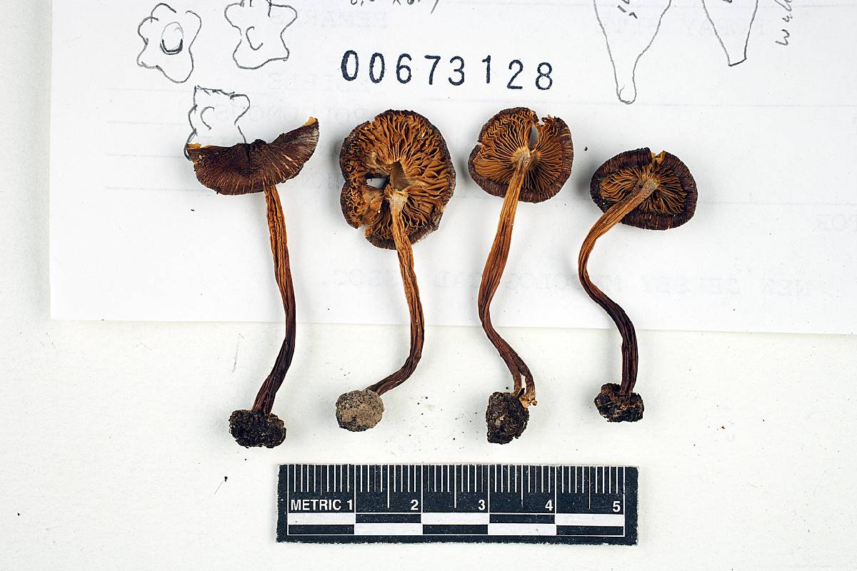 Inocybe nodulosa image