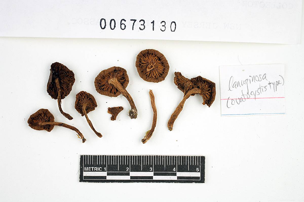 Inocybe nodulosa image