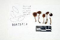 Inocybe lacera image