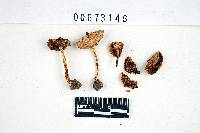 Inocybe fastigiella image