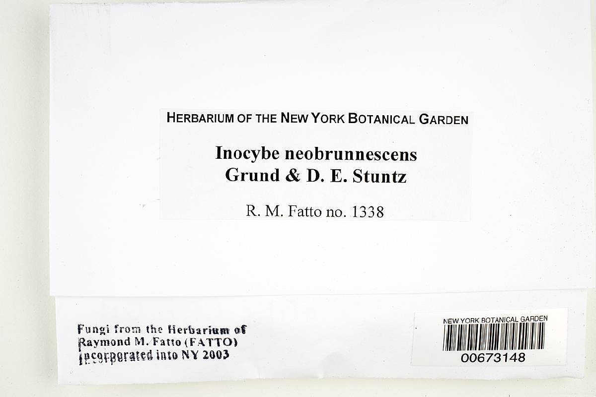 Inocybe neobrunnescens image
