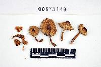 Inocybe fuscodisca image