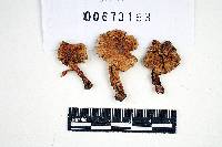 Inocybe jacobi image