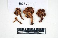 Inocybe jacobi image