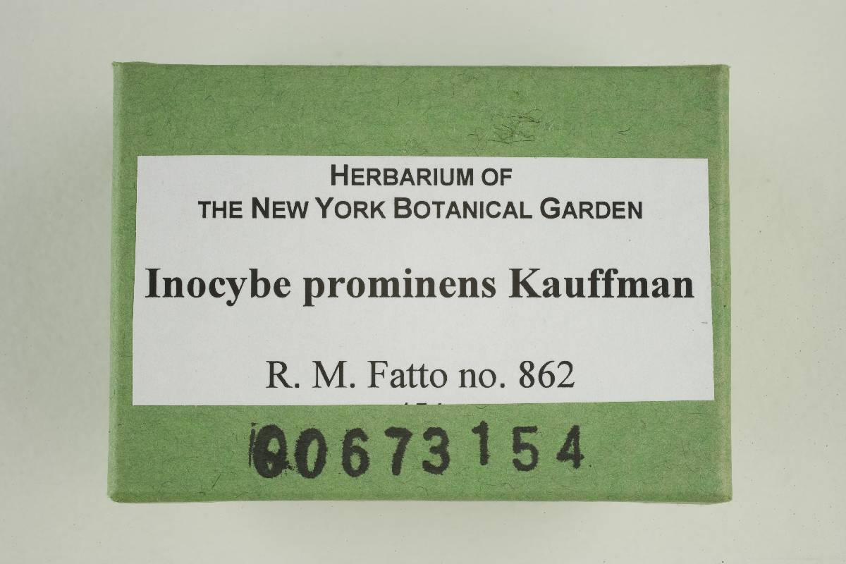 Inocybe prominens image