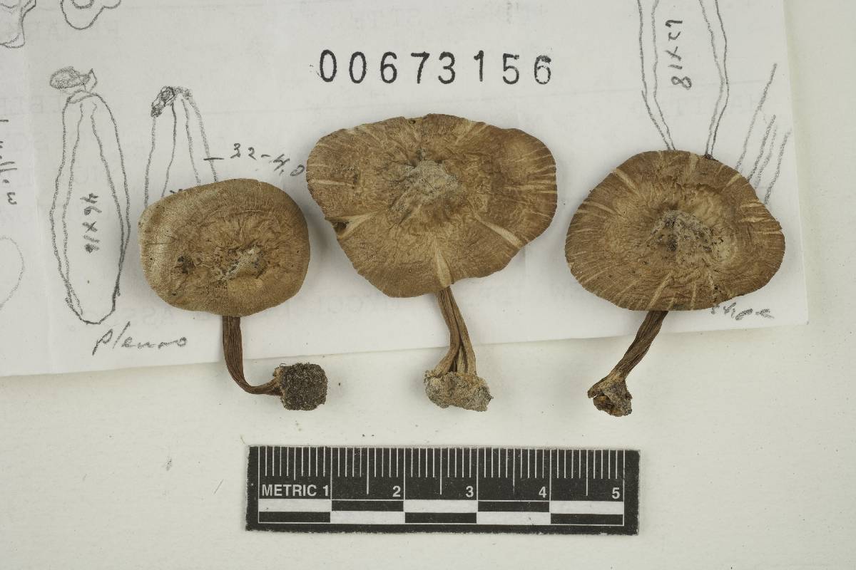 Inocybe permucida image