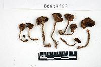 Inocybe lacera image