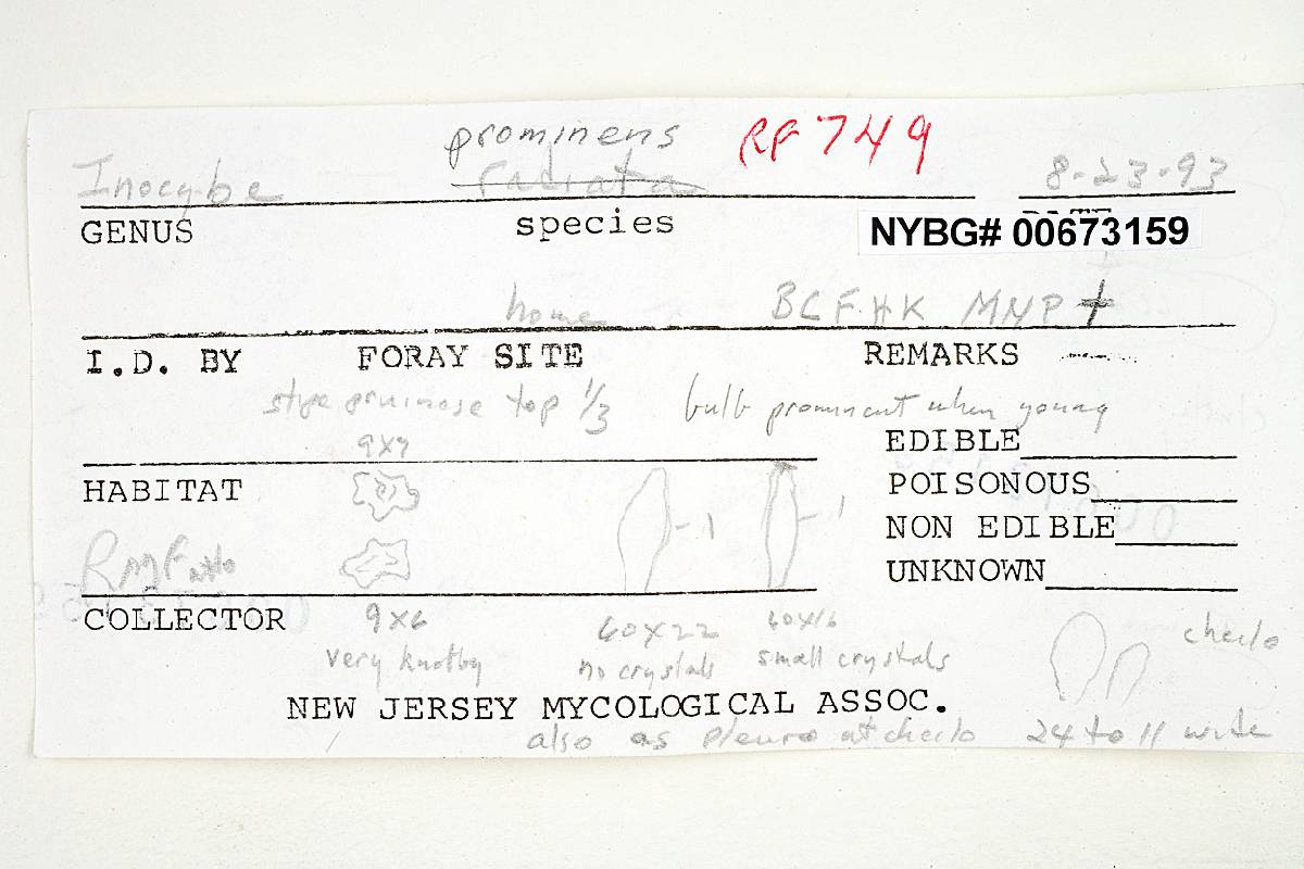 Inocybe prominens image