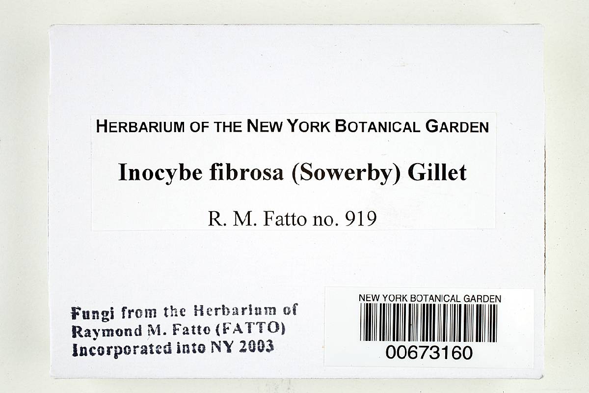 Inocybe fibrosa image