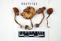 Inocybe decemgibbosa image