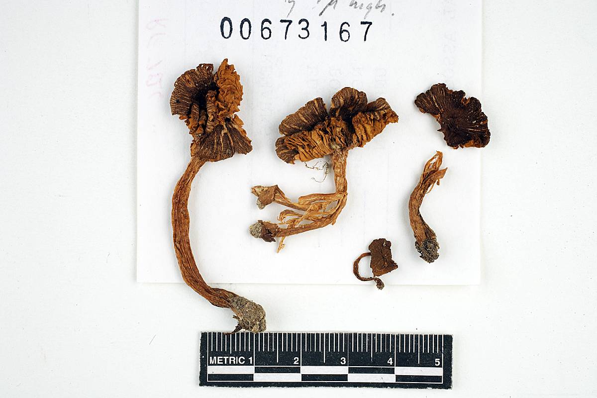 Inocybe prominens image