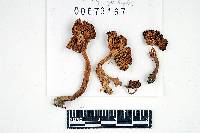 Inocybe prominens image