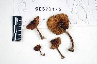 Inocybe variabillima image