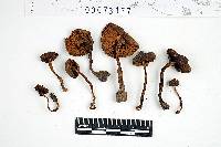 Inocybe variabillima image