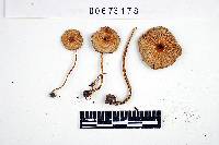 Inocybe rimosa image