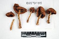 Inocybe rimosoides image