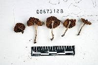 Inocybe variabillima image