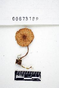 Inocybe variabillima image