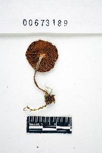 Inocybe variabillima image