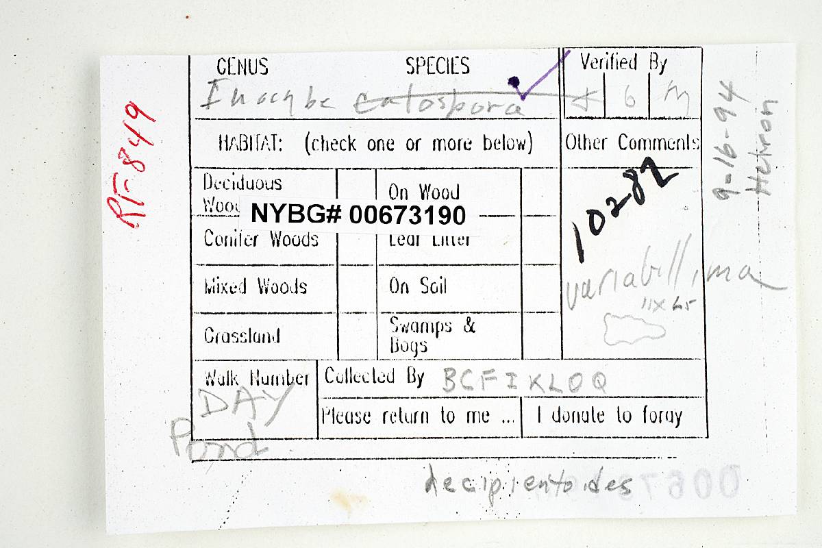 Inocybe variabillima image