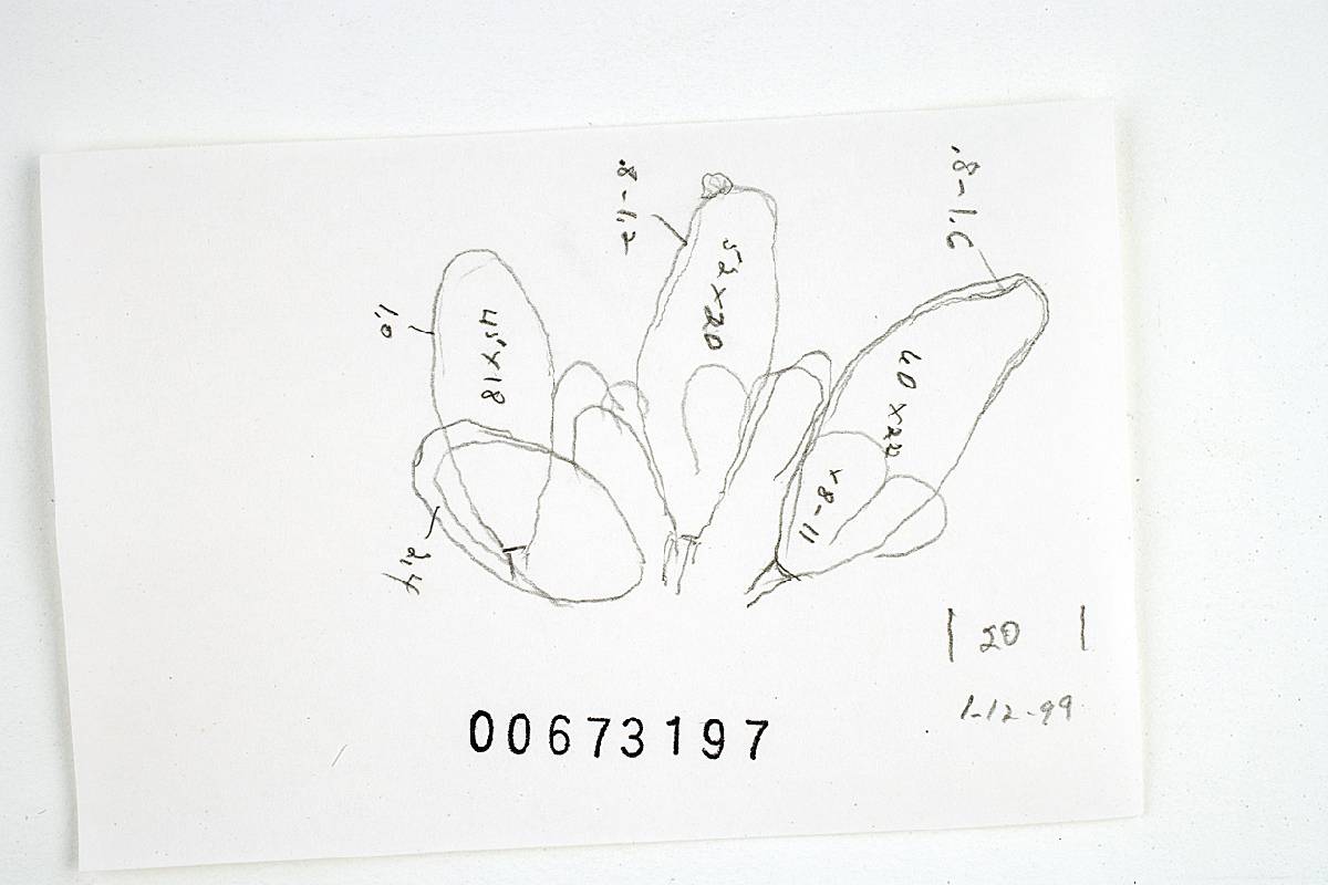 Inocybe rainierensis image