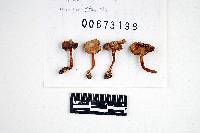 Inocybe rimosoides image