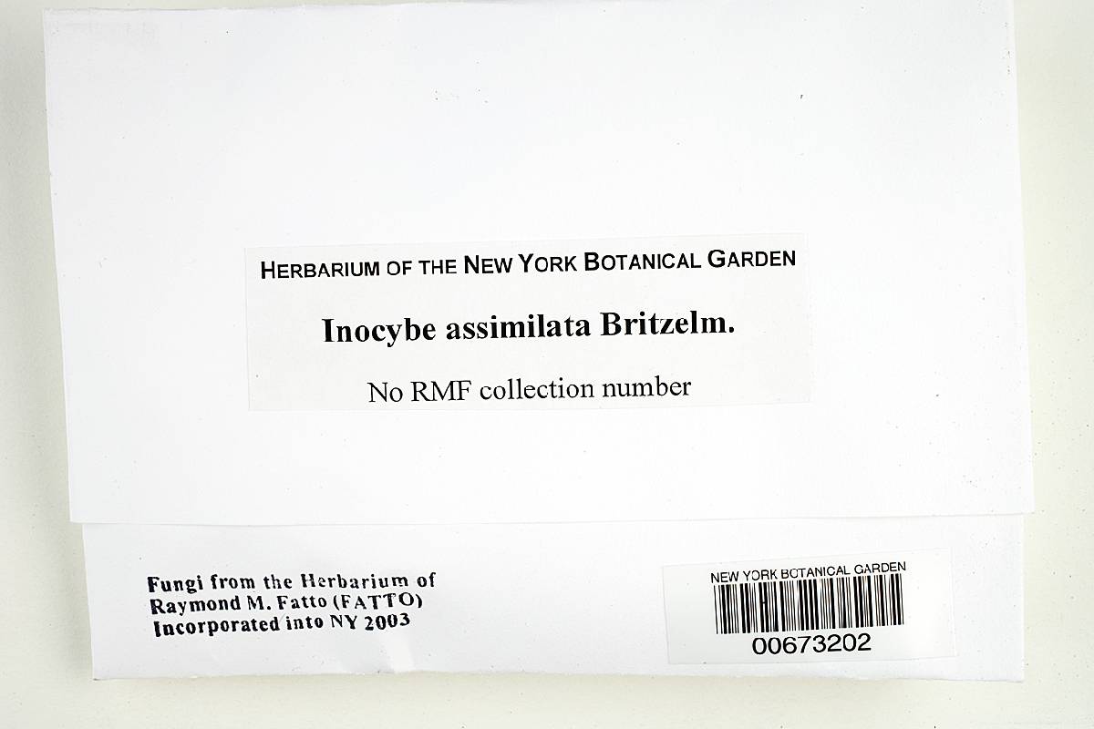 Inocybe umbrina image