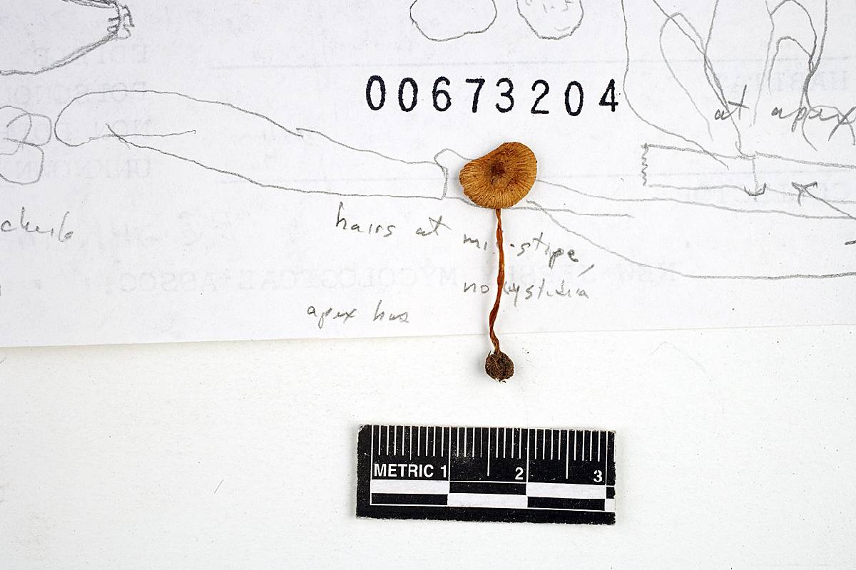 Inocybe ventricosa image