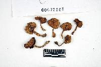 Inocybe rimosa image