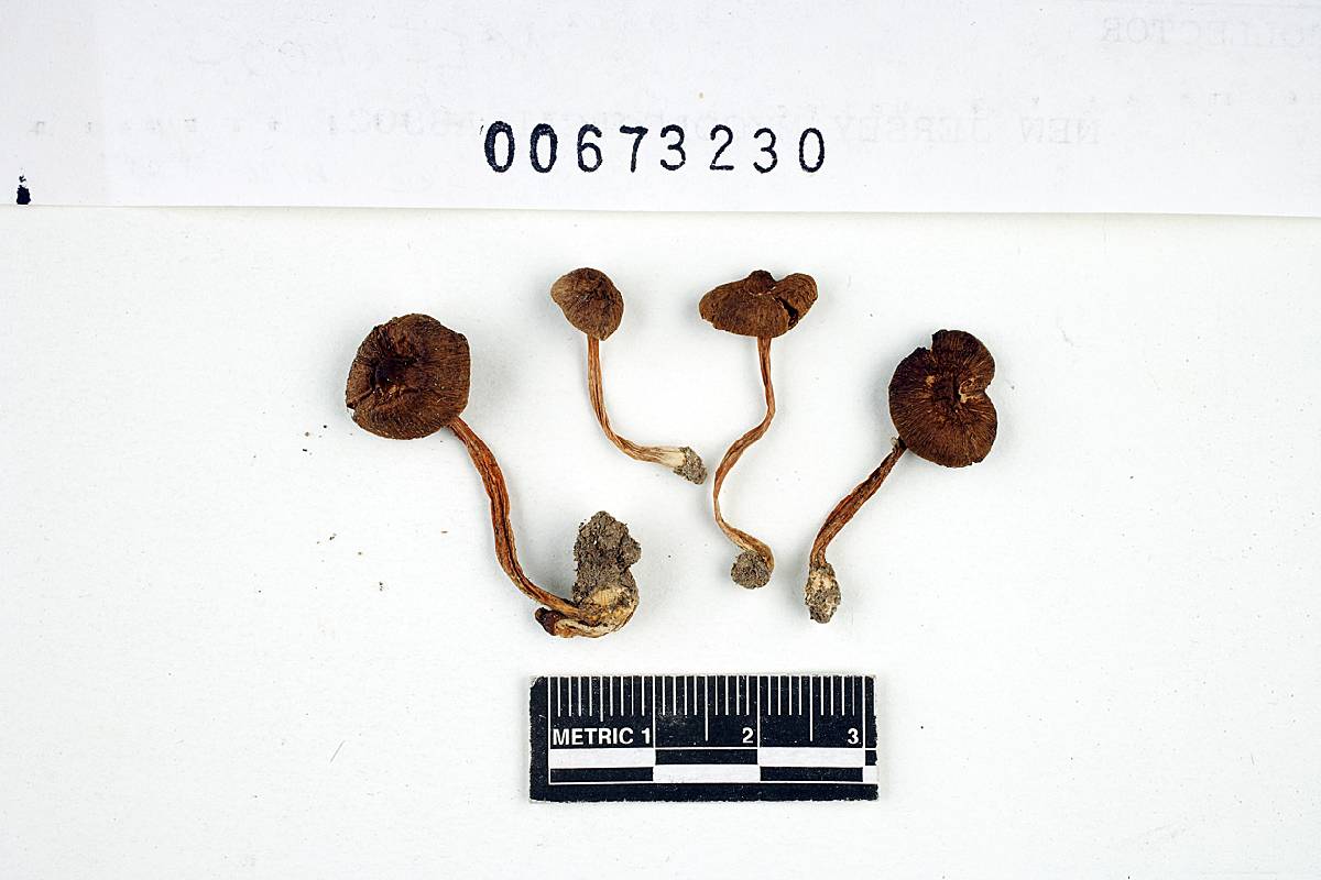 Inocybe submuricellata image