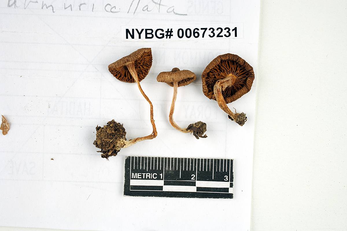 Inocybe submuricellata image