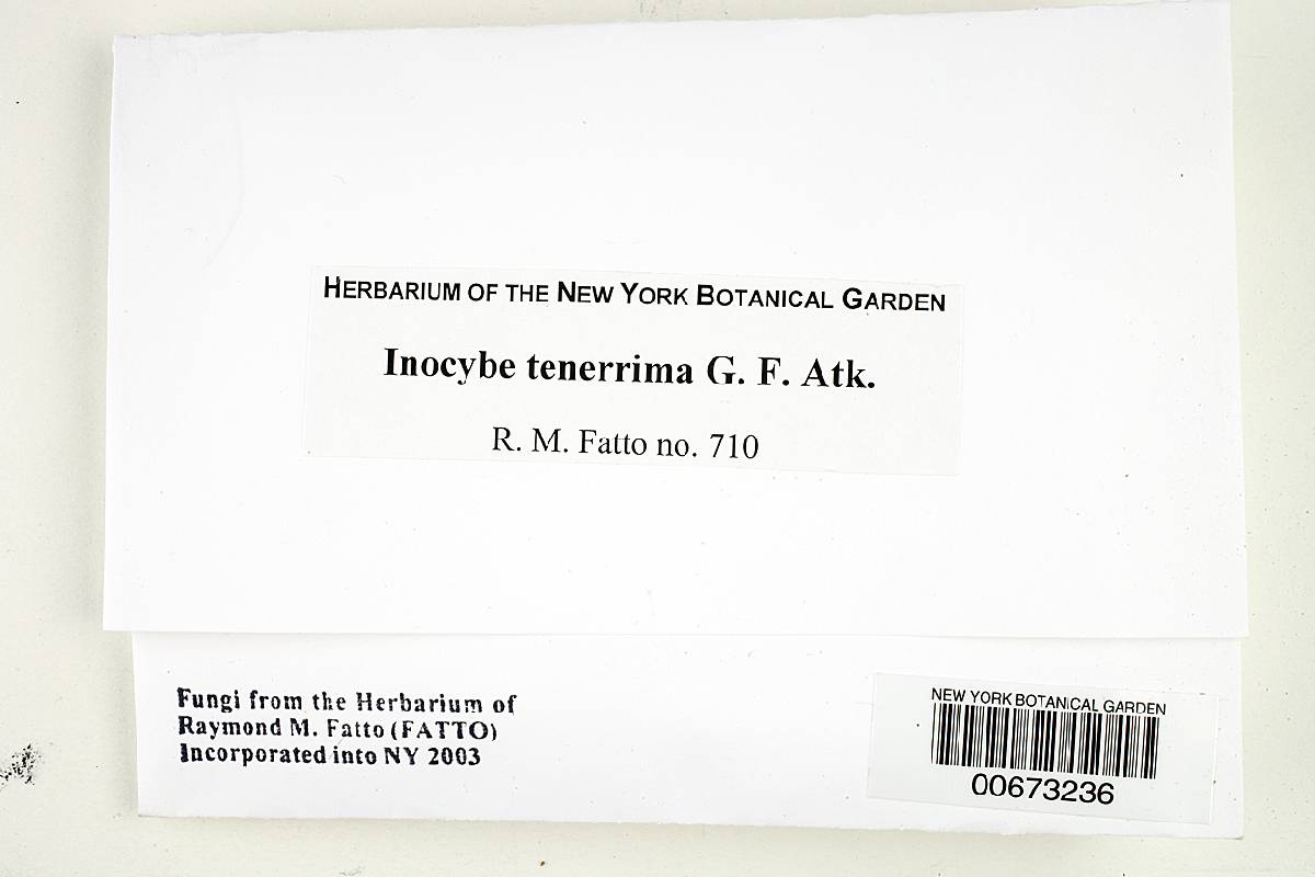 Inocybe tenerrima image