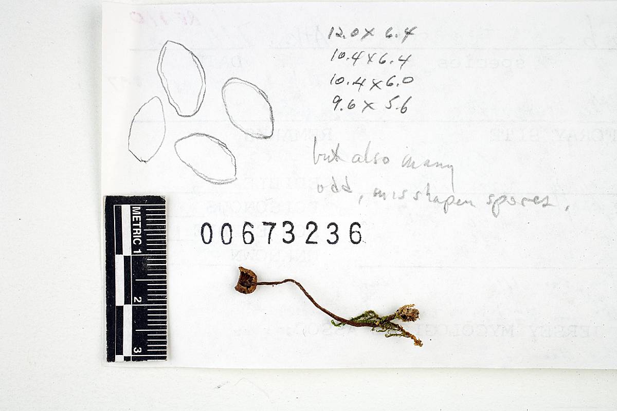 Inocybe tenerrima image