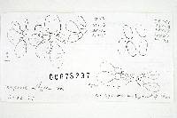 Inocybe squamosodisca image